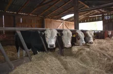 Opasy w oborze Ewy i Piotra Dzieniszewskich