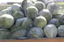 kapusta, import kapusty, rynek kapusty