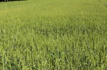 Pszenica oścista IS Spirella, która wysiewana jest na polach często odwiedzanych przez dziki