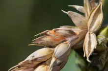 fuzarioza fuzarioza kłosów fungicydy co na fuzarioze?