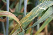 rdza żółta na pszenicy