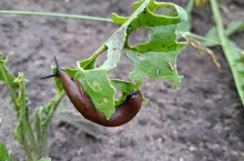 ślimaki burak cukrowy