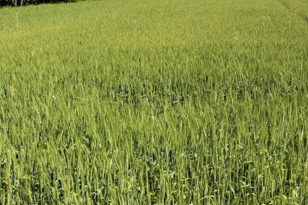 Pszenica oścista IS Spirella, która wysiewana jest na polach często odwiedzanych przez dziki