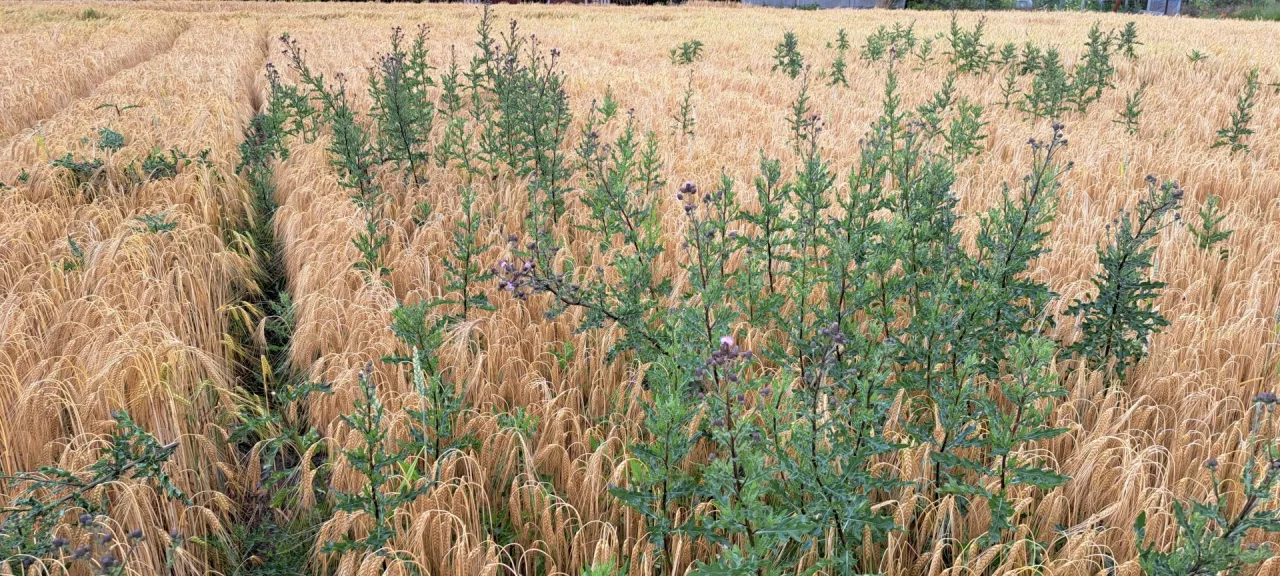 ostrożeń w jęczmieniu