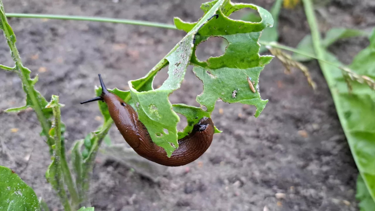 ślimaki burak cukrowy
