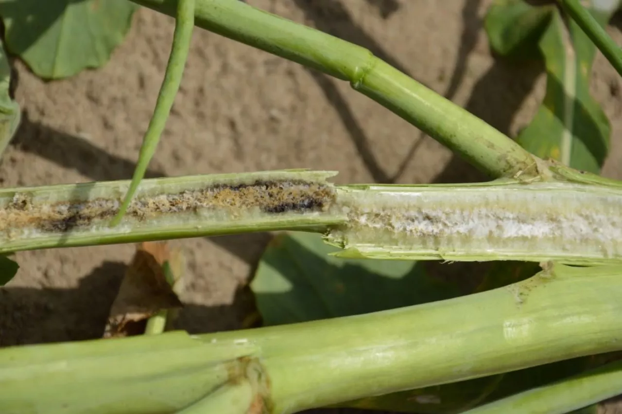 Zgnilizna twardzikowa