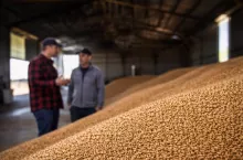 Sprzedać czy magazynować pszenicę? Rolnicy podzieleni, decyzje zależą od sytuacji