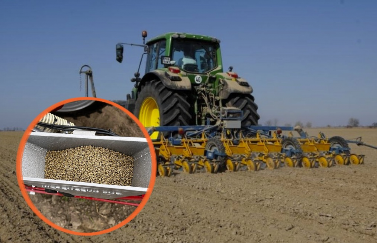 Buraki cukrowe siać już czy poczekać? Nie sam termin decyduje o starcie