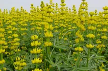 łubin, uprawa łubinu, siew łubinu