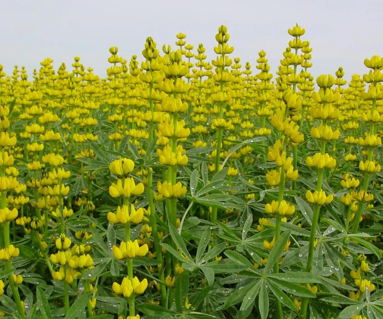 łubin, uprawa łubinu, siew łubinu