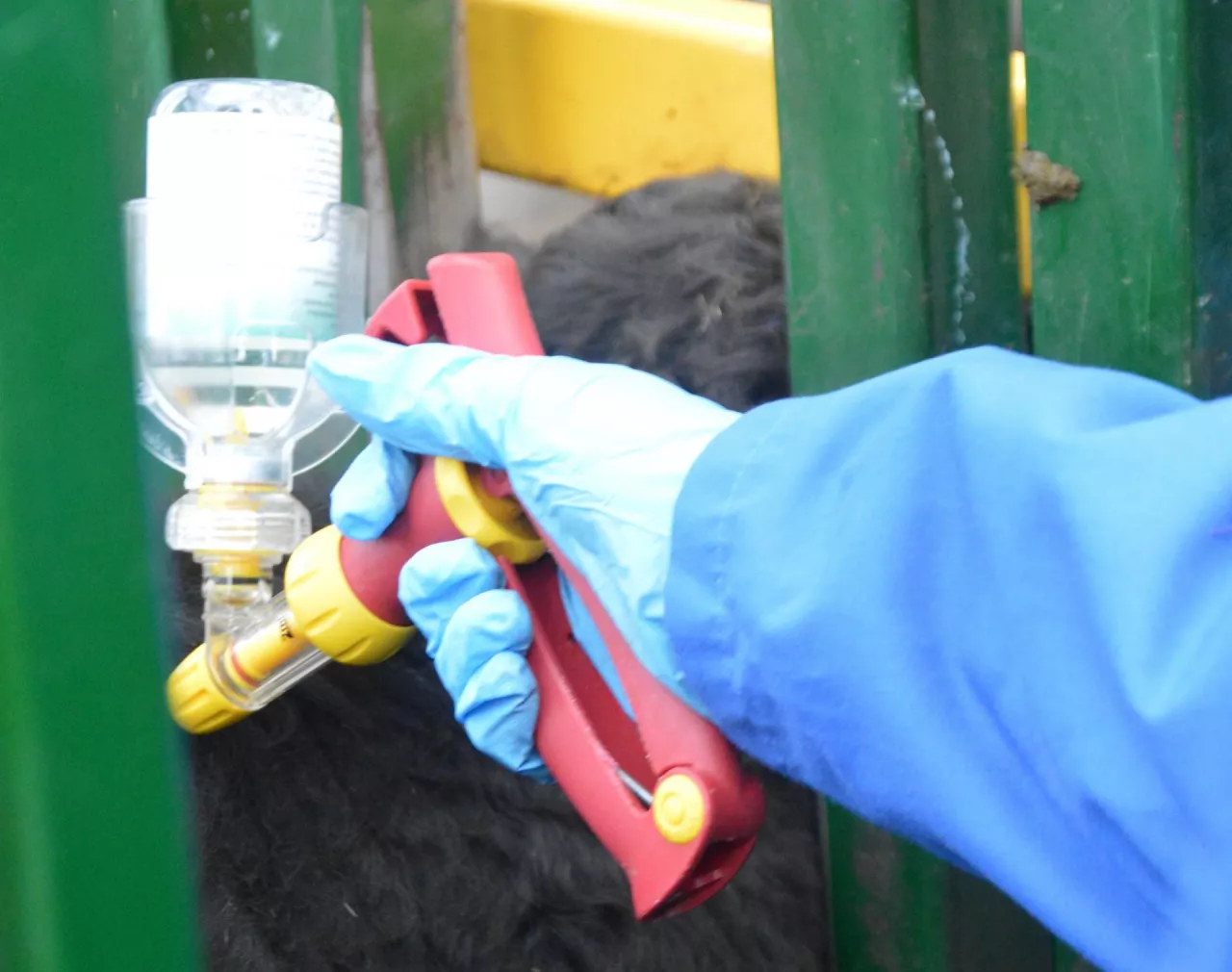 szczepienie bydła, szczepionka, antybiotyki