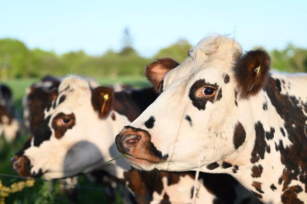 Czarno-białe krowy stojące na pastwisku.