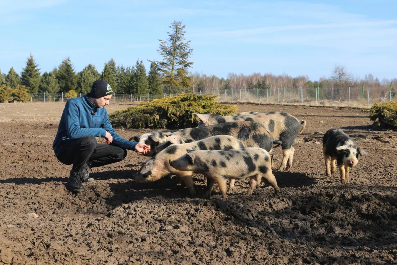  Maciej Feddek, świnie złotnickie, pstra wybiegana