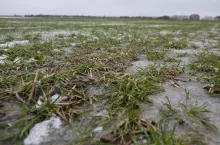 Szok po zimie i pilny alarm dla rolników. VH Polska rusza z wiosennym sezonem ubezpieczeń upraw