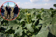 Pole rzepaku w fazie pąkowania – na zbliżeniu roślina, a w tle podczas lustracji kilku mężczyzn omawia stan uprawy.