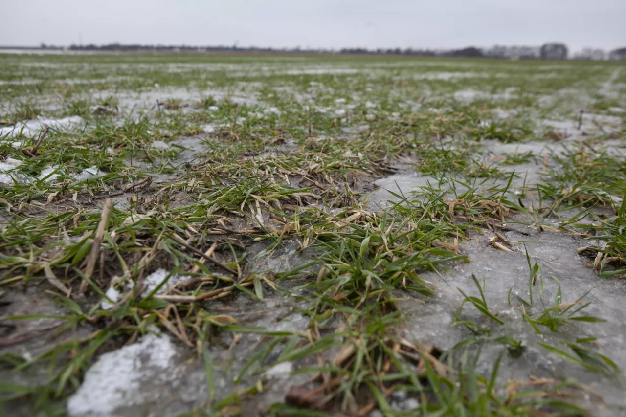 Szok po zimie i pilny alarm dla rolników. VH Polska rusza z wiosennym sezonem ubezpieczeń upraw