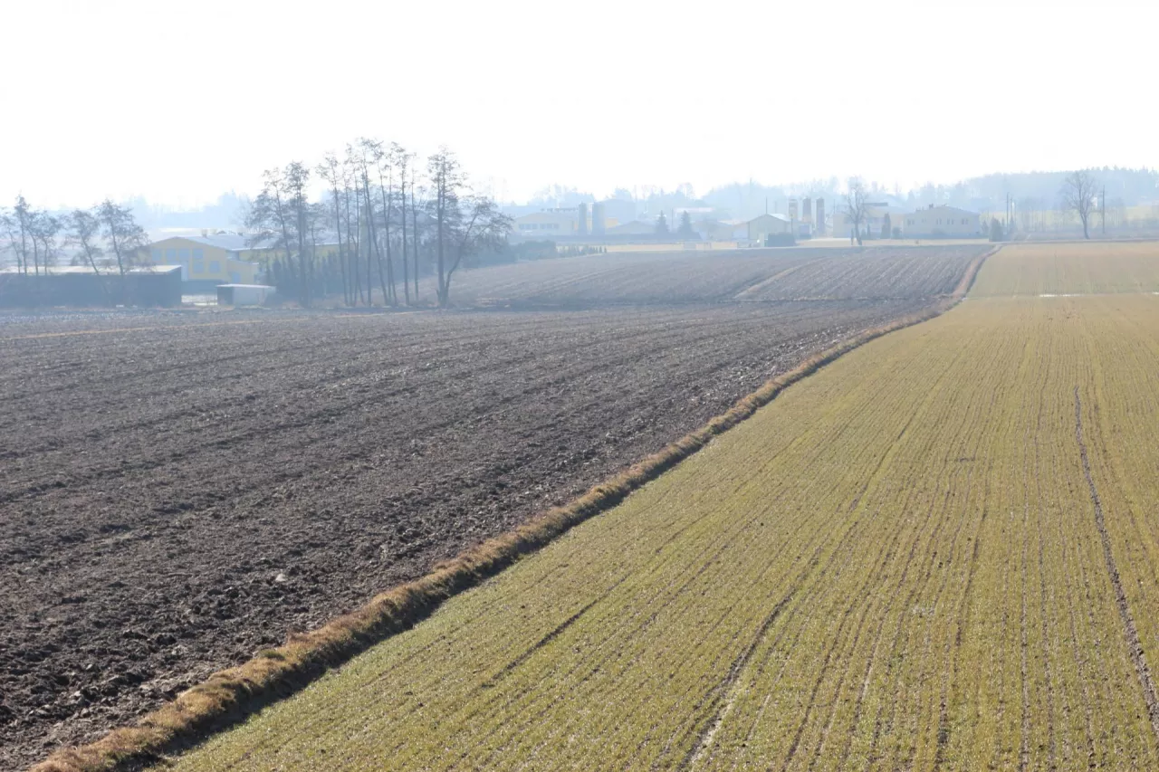 W przetargach ofertowych cena jest ustalana z góry, decydują kryteria strukturalne, możliwe jest kształtowanie struktury gospodarstw