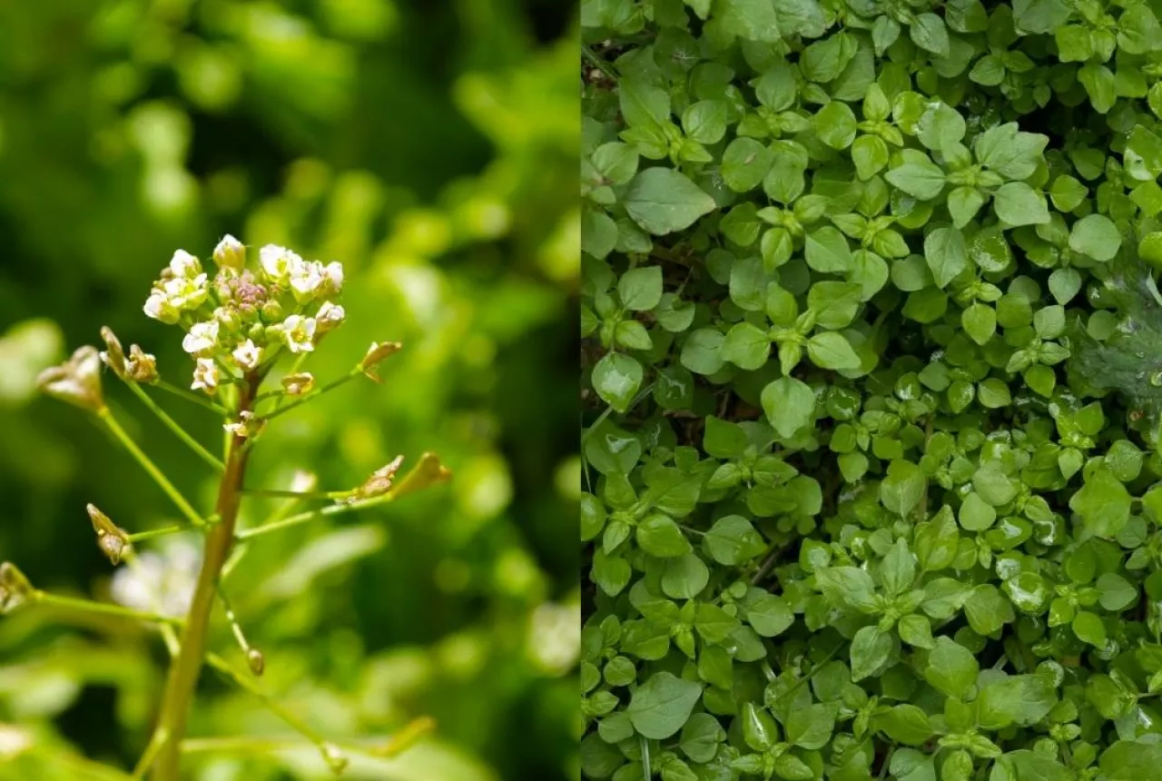 Tasznik i gwiazdnica w rzepaku