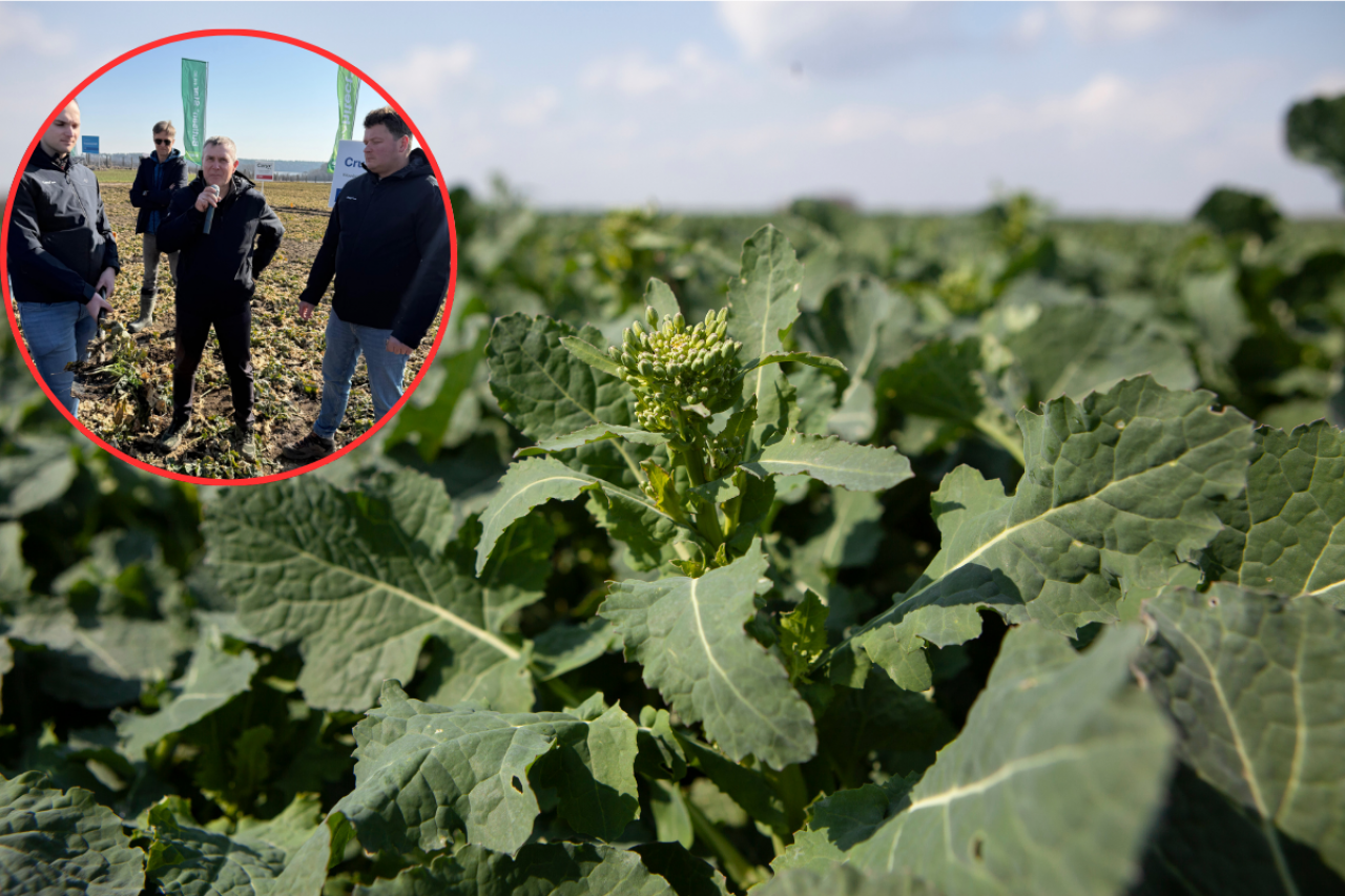 Pole rzepaku w fazie pąkowania – na zbliżeniu roślina, a w tle podczas lustracji kilku mężczyzn omawia stan uprawy.
