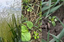 Miotła, bodziszek i fiołek w zbożach. Czym zwalczyć je wiosną