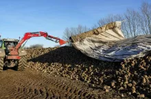 Jak przetrwać kryzys cenowy na rynku buraków cukrowych?