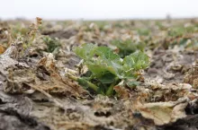 Rzepak po zimie z obumarłymi starszymi liśćmi 