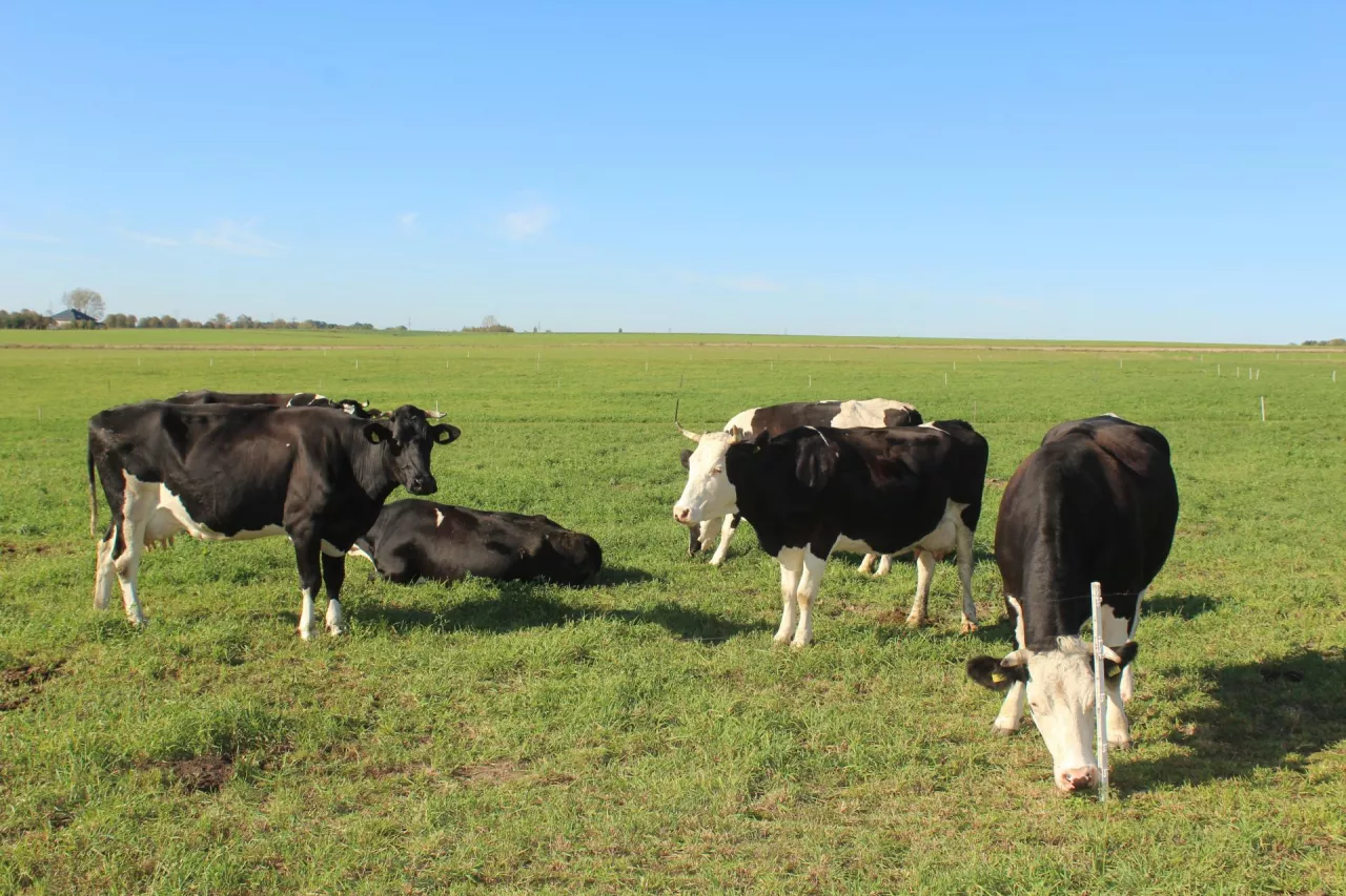 Bydło na wypasie