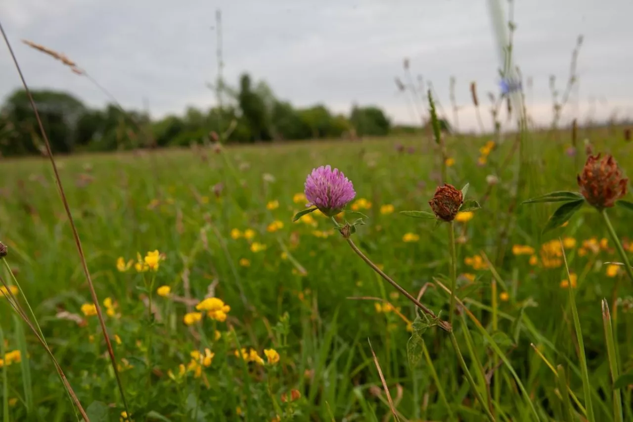 GAEC 2026 w pigułce. Te zasady musisz spełnić, żeby nie stracić dopłat 