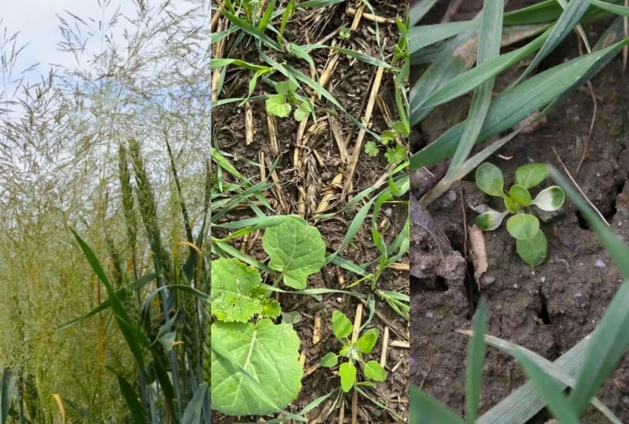 Miotła, bodziszek i fiołek w zbożach. Czym zwalczyć je wiosną