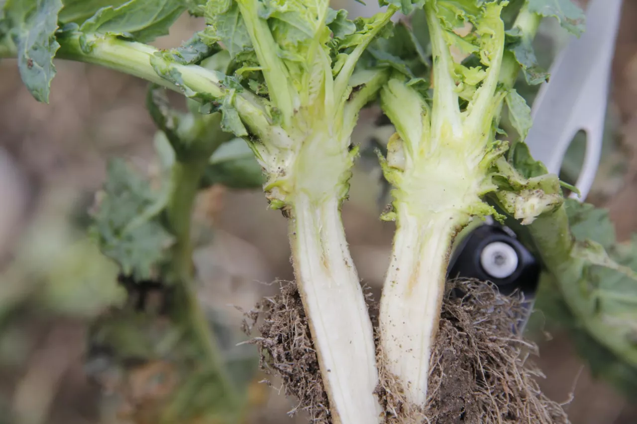 Objawy niedoboru boru na przekroju korzenia rzepaku