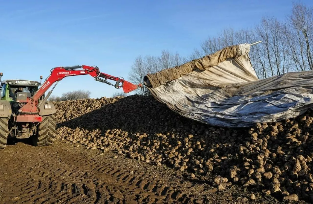 Jak przetrwać kryzys cenowy na rynku buraków cukrowych?