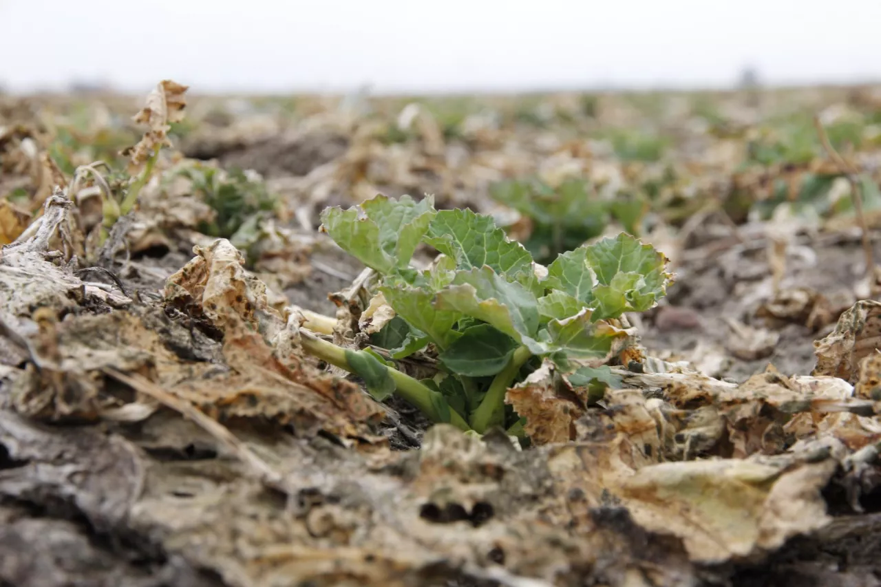 Rzepak po zimie z obumarłymi starszymi liśćmi 