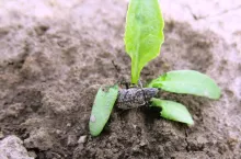 szarek, szarek komośnik , zwlaczanie szarka, szkodniki buraka