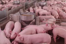 Ceny skupu tuczników 22.02