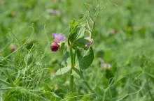 groch, siew grochu, uprawa grochu