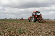 likwidacja plantacji przemrożonego rzepaku