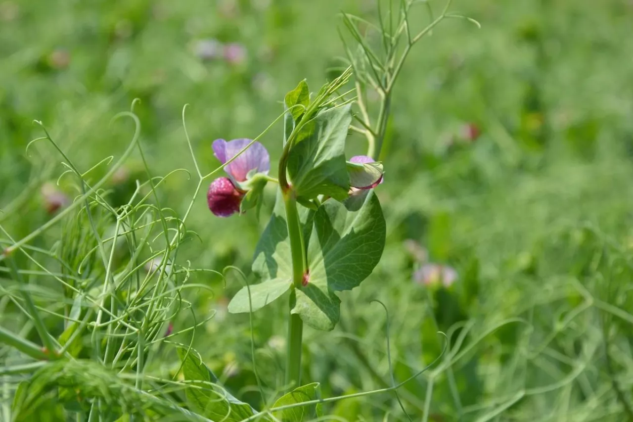 groch, siew grochu, uprawa grochu