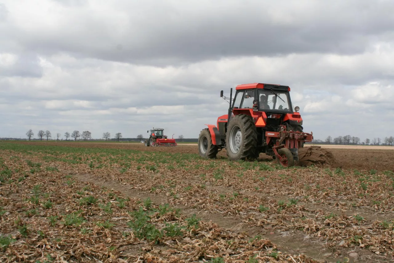likwidacja plantacji przemrożonego rzepaku