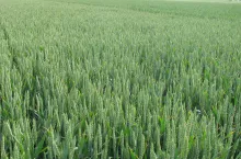 pszenica ozima, pole, gospodarstwo