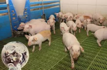 Ceny prosiąt na koniec maja 2025