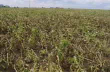 Gradobicie na Lubelszczyźnie