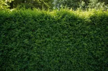 Jak wysoki może być żywopłot? Ten limit może zdecydować o konflikcie