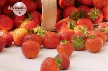 Jak poprawić jakość, trwałość i zdrowotność truskawek? Sprawdzone korzyści z wapniowo siarkowego nawożenia gleby