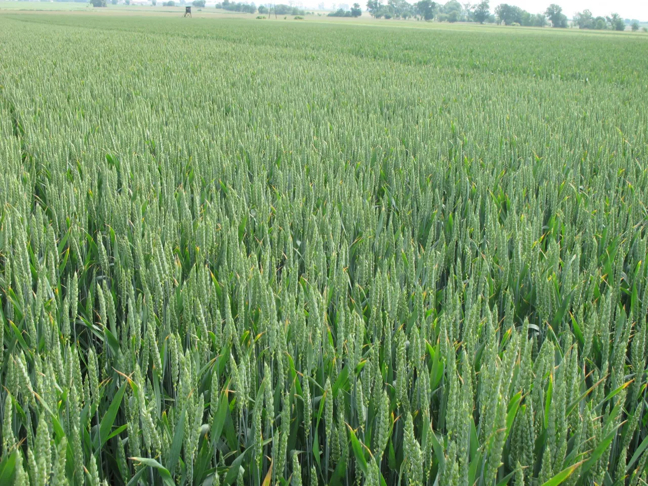 pszenica ozima, pole, gospodarstwo