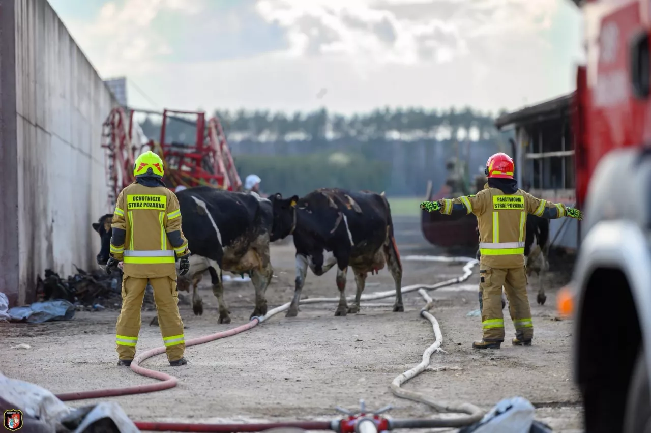 Strażacy gaszą pożar obory. W tle idą krowy, które przeżyły pożar