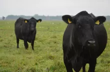 diwe krowy rasy aberdeen angus na pastwisku