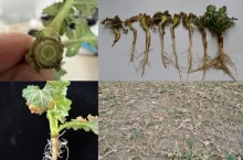 Ratować rzepak czy likwidować plantację? Kiedy uprawa się jeszcze opłaca