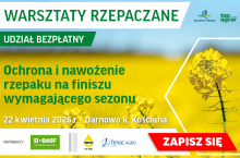 Trudny start wegetacji dla rzepaku. Jak dalej prowadzić łan?