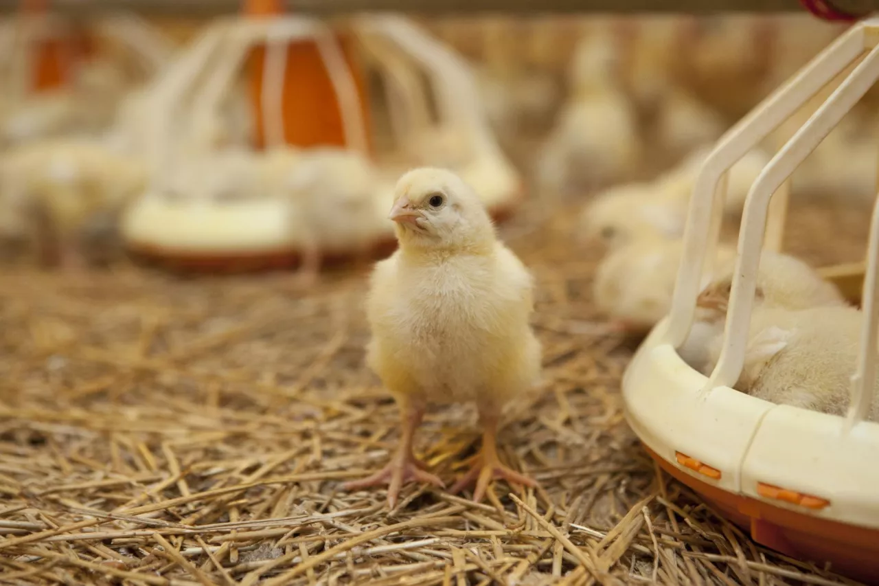 Młody kurczak w dużym kurniku na fermie drobiu
