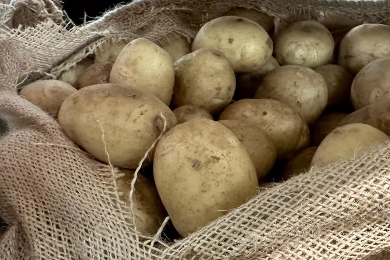 ziemniaki, ceny ziemniaki, import ziemniaków